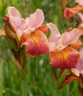 Iris sibirica 'Paprikash'